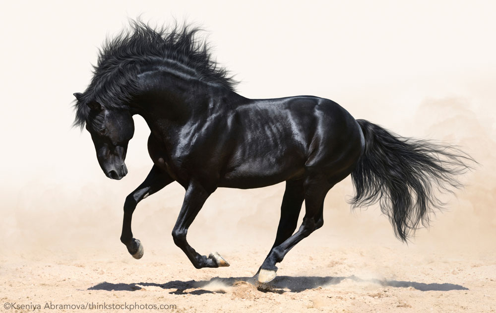 Black Mustang Horse: The 5 Ultimate Guide