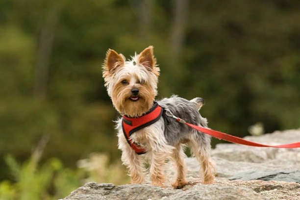 Amazon’s 2024 Premium Paws: Unveiling Top 5 Canine Harness and Leash Sets with Prime Perks