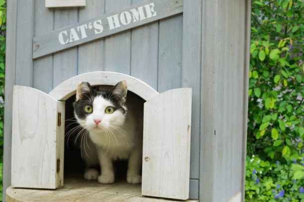 Feline Haven: Exclusive 2024 Amazon Showcase of Top 6 Cat Houses for Stylish Retreats