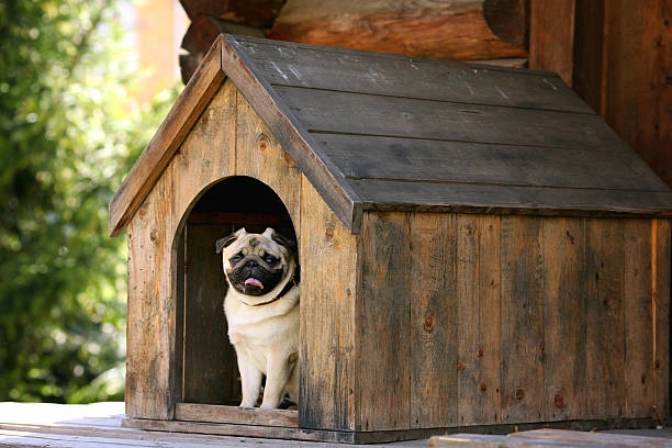 Outdoor Oasis: Premier Top 6 Dog Houses of 2024 Revealed with Amazon Exclusive Offers