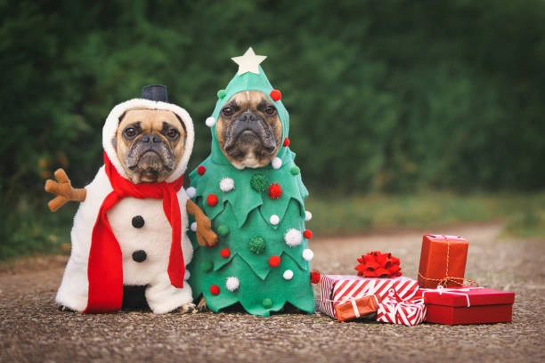 Majestic Paws: Unveiling 2024’s Amazon Top 6 Spectacular for Grand Canine Costumes