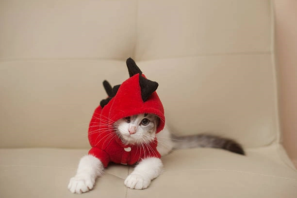 Feline Fashion Foray: Exclusive 2024 Amazon Selection of Top 6 Stylish Cat Costumes